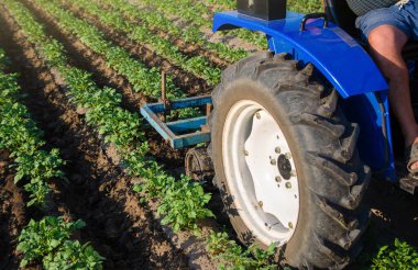 Traktörlü bir çiftçi tarlayı sürüyor. Patates çiftliği. Tarım endüstrisi ve tarım sektörü. Saha çalışması. Çiftlik makineleri. Ürün bakımı, toprak kalitesi gelişimi. Toprağı sürme ve gevşetme