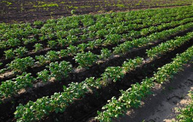 Çiftlik çiftliğinde sıra sıra patates çalıları. Tarım işi organik tarım. Tarım ve tarım endüstrisi. Tarımsal arazi manzarası. Sebze sıraları. Satılık yiyecek yetiştiriyorum. Olerikültür