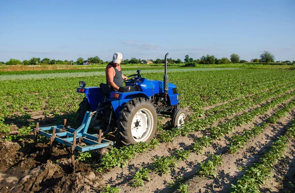 Granja Está Controlada Por Proceso Cultivo Tractor Agroindustria Agroindustria Cultivo —  Fotos de Stock