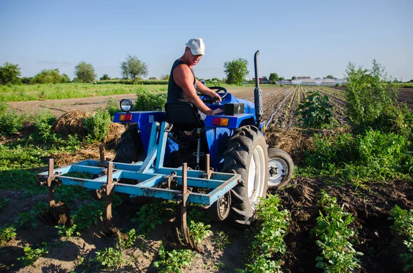 Granjero Tractor Con Arado Trabaja Campo Arbustos Patatas Jóvenes Agroindustria —  Fotos de Stock