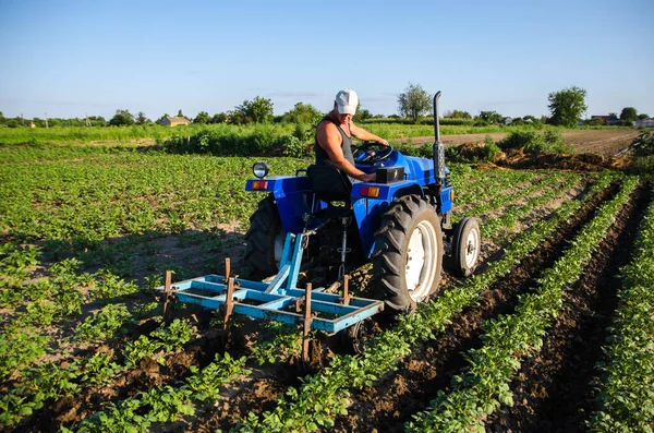 Agricultor Tractor Cultiva Una Plantación Patatas Arbustos Patatas Jóvenes Agroindustria —  Fotos de Stock