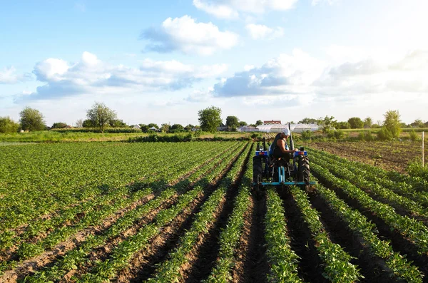 Agricultor Tractor Cultiva Una Plantación Patatas Agroindustria Agroindustria Cultivo Trabajo —  Fotos de Stock