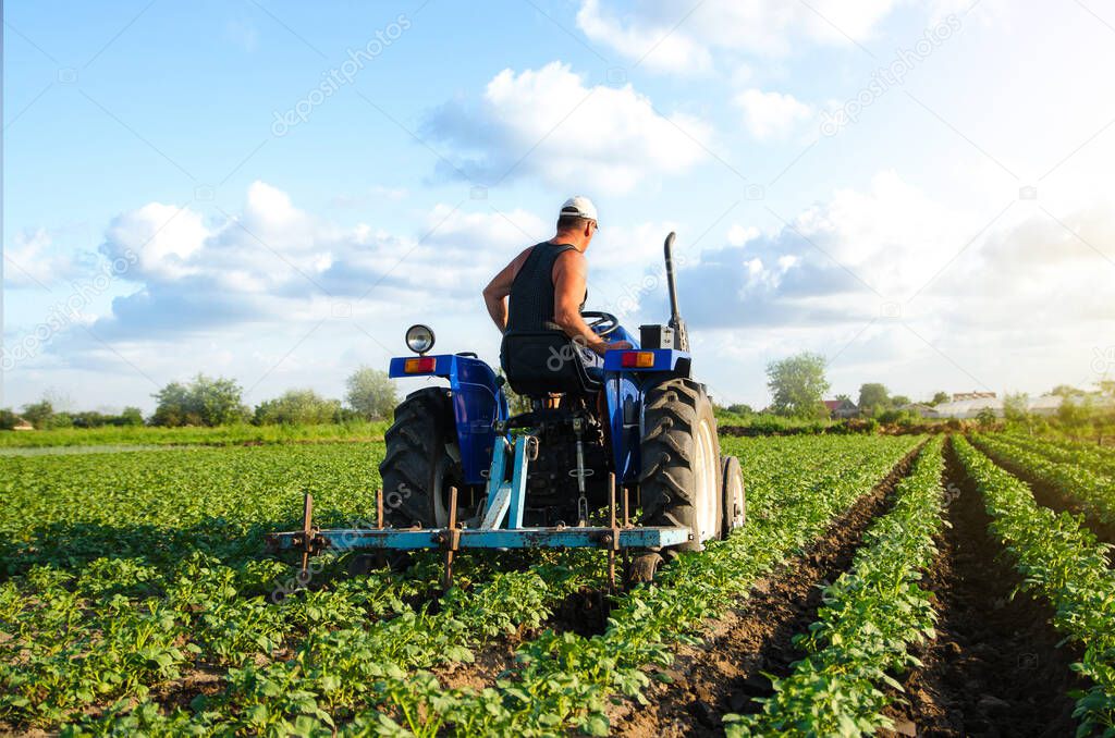 The farmer drives a tractor and plows the field. Agroindustry and agribusiness. Cultivation of a young potato field. Loosening of soil between rows of bushes. Farm machinery. Plowing ground