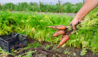 Tarlada havuç toplayan bir çiftçi. Organik sebze yetiştiriyor. Çiftçilik, tarım. Taze toplanmış havuç. Mevsimlik iş. Seçici odak
