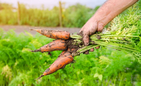Seorang Petani Memanen Wortel Ladang Menanam Sayuran Organik Pertanian Pertanian — Stok Foto