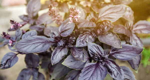 Hermoso Arbusto Albahaca Púrpura Crece Jardín Primer Plano Papel Pintado — Foto de Stock