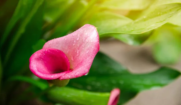 Belo Arbusto Pink Calla Lily Crescendo Jardim Após Chuva Papel — Fotografia de Stock
