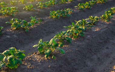 Tarlada sıralanmış patates bitkileri. Tarım işi organik tarım. Sebze sıraları. Satılık yiyecek yetiştiriyorum. Olerikültür. Tarım ve tarım endüstrisi. Tarımsal arazi manzarası.