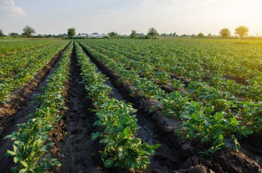 Patates tarlalarının güzel manzarası. Kırsal alan. Tarım endüstrisi ve tarım sektörü. İlk patates ekimini topluyorum. Tarım ve tarım endüstrisi. Açık arazide organik sebzeler yetiştiriyor.