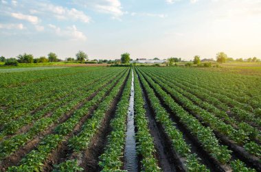 Patates çiftliğindeki sulama kanalından su akar. Sahaya hayat veren nem sağlamak için. Ekinlerin yüzey sulaması. Avrupa çiftçiliği. Tarım. Agronomi. Akış denetimi