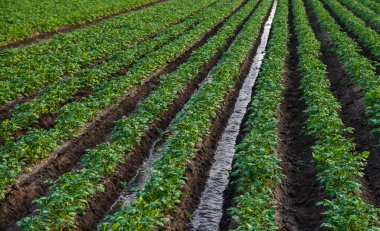 Patates çiftliğindeki sulama kanalından su akar. Ekinlerin yüzey sulaması. Avrupa çiftçiliği. Tarım. Agronomi. Yaşam veren nem sahasının sağlanması..