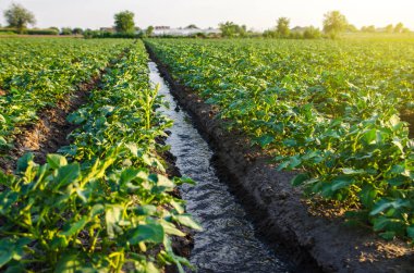 Su bir sulama kanalından akar. Patates tarlasını suluyorum. Yaşam veren nem ile tarlayı dolaşmak. Ekinlerin yüzey sulaması. Avrupa çiftçiliği. Tarım. Agronomi.