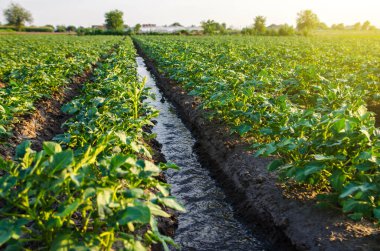 Water flows through an irrigation canal. Watering the potato plantation. roviding the field with life-giving moisture. Surface irrigation of crops. European farming. Agriculture. Agronomy. clipart