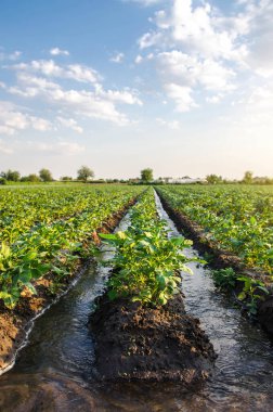 Patates tarlasını suluyorum. Su, sulama kanallarından akar. Sahaya hayat veren nem sağlamak için. Ekinlerin yüzey sulaması. Avrupa çiftçiliği. Tarım. Agronomi.