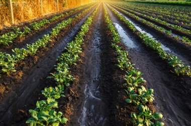 Wet soil on a potato plantation in the early morning. Rain and precipitation. Surface irrigation of crops on plantation. Agriculture and agribusiness. Growing vegetables outdoors on open ground field. clipart