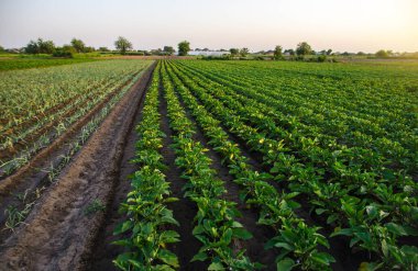 Patlıcan ve pırasa tarlası. Tarım, tarım arazisi. Açık arazide yetişiyor. Çiftlikte organik sebze yetiştiriyor. Yiyecek üretimi. Tarım endüstrisi ve tarım sektörü. Ürünün olgunlaşması.