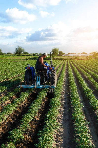 Granjero Tractor Trabaja Campo Campesino Cultiva Suelo Una Plantación Agroindustria —  Fotos de Stock