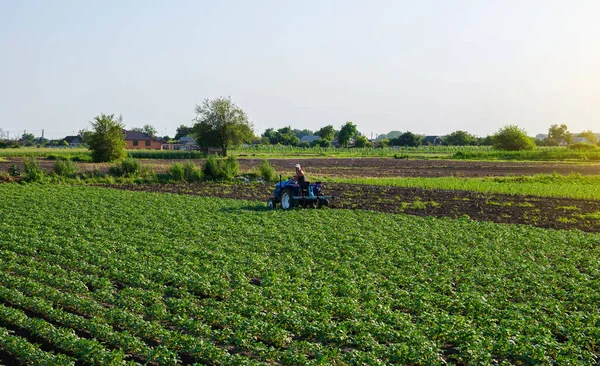Hermoso Paisaje Plantación Patatas Tractor Cultivador Agroindustria Agroindustria Cultivo Trabajo —  Fotos de Stock