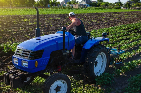 Agricultor Está Cultivando Una Plantación Patatas Arbustos Patatas Jóvenes Agroindustria —  Fotos de Stock