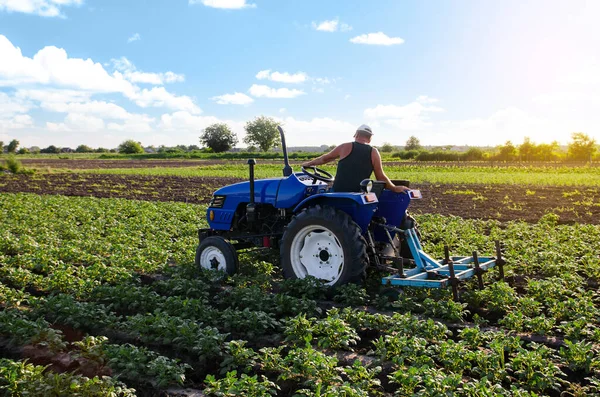 Agriculteur Sur Tracteur Cultive Une Plantation Pommes Terre Soin Des — Photo