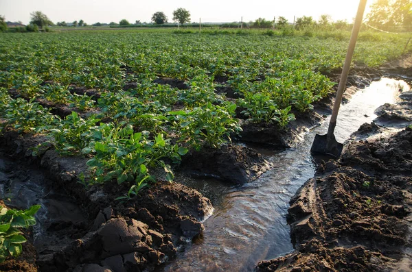 Gestione Irrigazione Piantagione Patate Pala Bloccato Nel Flusso Acqua Direzione — Foto Stock