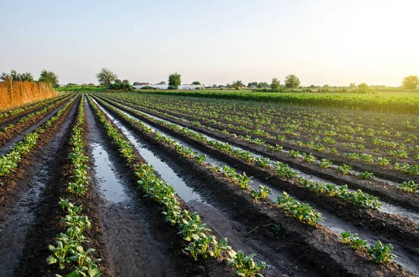Een Vers Gedrenkte Aardappelplantage Vroege Ochtend Plantaardige Landbouw Oppervlakteirrigatie Van — Stockfoto
