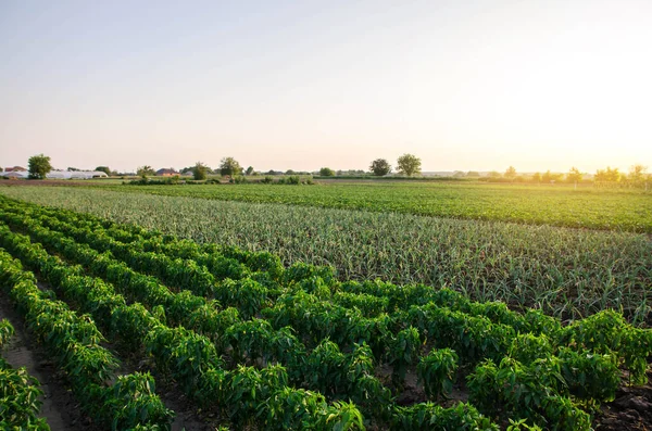 Farklı ekinlerle ekilmiş bir tarla. Biber, pırasa ve patlıcan yetiştiriyorlar. Tarım, tarım arazisi. Açık arazide organik sebzeler yetiştiriyor. Yiyecek üretimi. Tarım endüstrisi tarım sektörü.