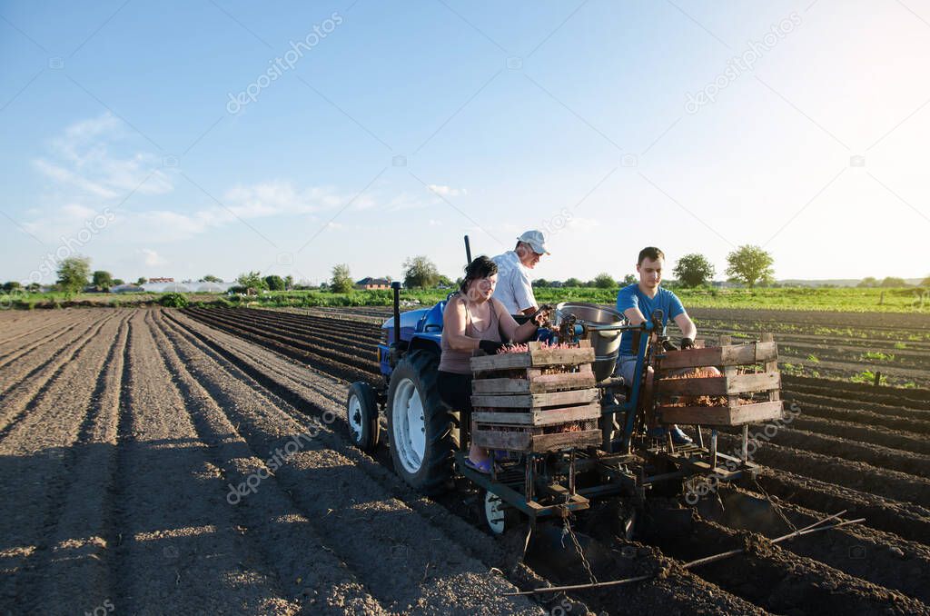 Workers are planting potatoes on the field. Automation of the process of planting potato seeds. Agricultural technologies. Agroindustry and agribusiness. New technological solutions to simplify work.