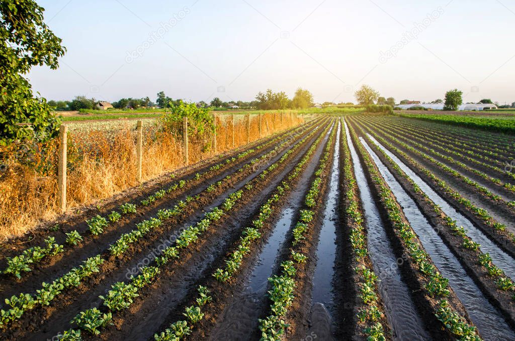 Abundant watering the potato plantation through irrigation canals. Surface irrigation of crops. European farming. Agronomy. Water flow control. Moistening. Agriculture and agribusiness.