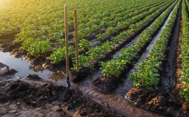 Patates tarlası sulama idaresi. Kürekler, tarlaların yönünü belirlemek için su akıntısına sıkışmış. Geleneksel yüzey sulama. Güzel patates çalıları. Çiftçilik ve tarım.