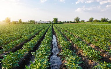 Patates tarlasından su akar. Sulama ve mahsulle ilgilenme. Çiftlikleri ve tarım endüstrisini su kaynaklarıyla sağlıyorlar. Ekinlerin yüzey sulaması. Avrupa çiftçiliği. Tarım. Agronomi.