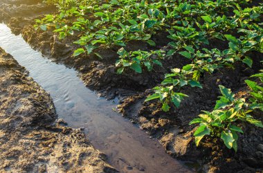 Çiftlik çiftliğinde suyu olan sulama kanalı. Çiftlik alanını suluyorum. Avrupa organik tarım. Tarım ve tarım sektörü. Agronomi. Çiftlik manzarası harika. AgroIndustries