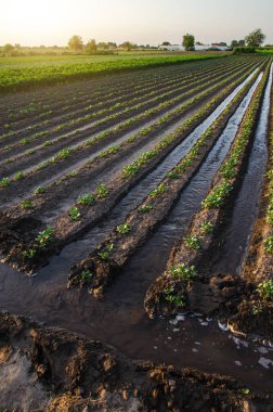 Patates tarlasını suluyorum. Su, patates bitkilerinin arasından akar. Avrupa çiftçiliği. Tarım ve tarım sektörü. Agronomi. Nemlendirici. Ekinlerin yüzey sulaması.