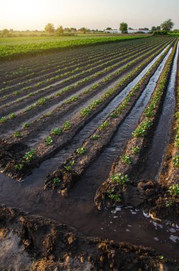 Watering the potato plantation. Water flows between rows of potato plants. European farming. Agriculture and agribusiness. Agronomy. Moistening. Surface irrigation of crops. clipart