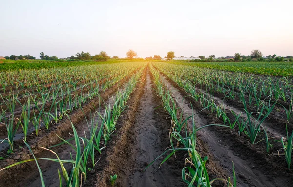 Leek Uien Boerderij Veld Verse Groene Vegetatie Besproeiing Agroindustrie Landbouw — Stockfoto