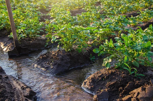 Pengelolaan Air Kebun Kentang Sekop Terjebak Dalam Aliran Air Untuk — Stok Foto