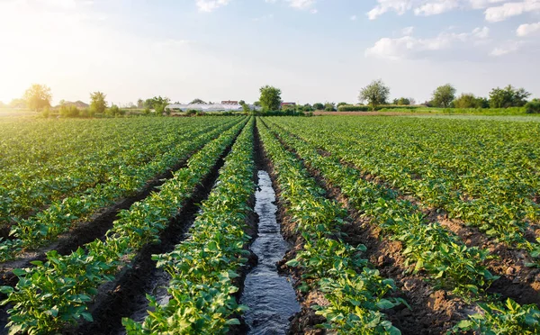 Water Stroomt Door Aardappelplantage Water Geven Verzorgen Van Het Gewas — Stockfoto