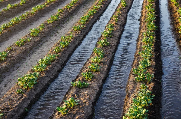 在给一排排的马铃薯灌木浇水地面灌溉 农业和农产企业 在农场种植蔬菜 Olericulture 在花园里种庄稼 — 图库照片