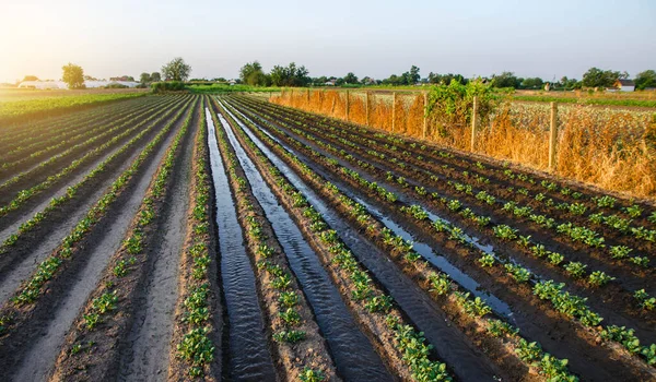 Aardappelplantage Water Geven Water Stroomt Tussen Rijen Aardappelplanten Oppervlakteirrigatie Van — Stockfoto