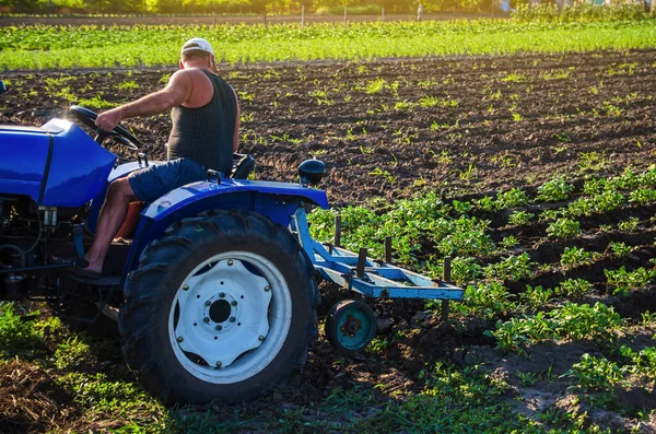 Agricultor Tractor Cultiva Una Plantación Patatas Agroindustria Agroindustria Maquinaria Agrícola —  Fotos de Stock