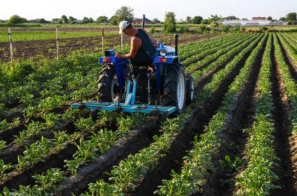 Agricultor Tractor Cultiva Una Plantación Patatas Agroindustria Agroindustria Maquinaria Agrícola —  Fotos de Stock