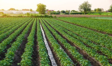 Patates tarlasından su akar. Sulama ve mahsulle ilgilenme. Ekinlerin yüzey sulaması. Avrupa çiftçiliği. Tarım. Agronomi. Çiftlik ve tarım endüstrisinin su kaynakları sağlanması.