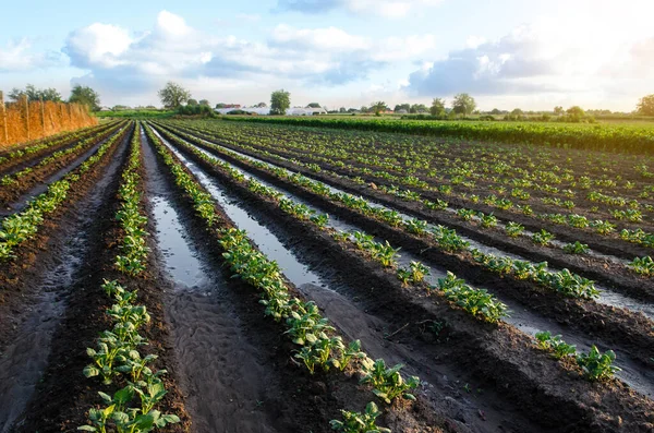 Plantas Papa Recién Regadas Riego Superficial Cultivos Plantaciones Agricultura Agroindustria — Foto de Stock