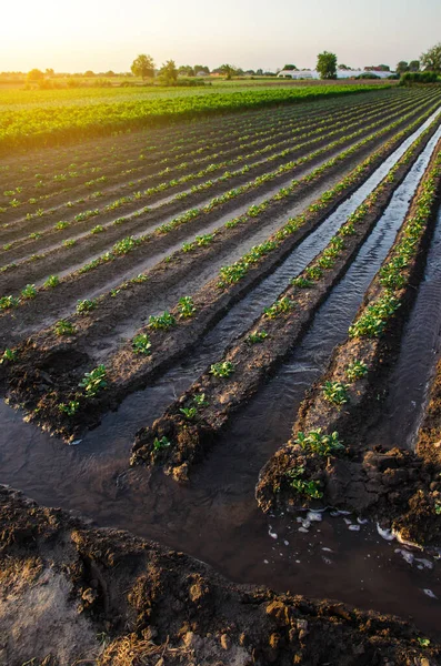 Annaffiamento Della Piantagione Patate Acqua Scorre Tra File Piante Patate — Foto Stock