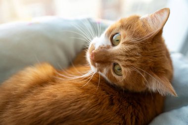 Yataktaki kızıl kedi başını arkasından çevirir. Rahatlık ve güvenlik, ev hayatı. Konforlu yatak odası sahnesi, evcil hayvan havası, güven ve sakinlik. Evcil hayvanlar dinleniyor..