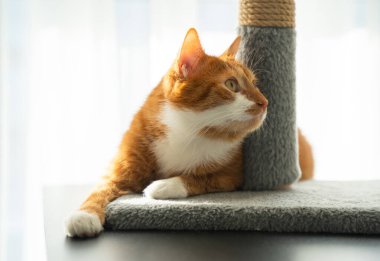 Evcil bir kedi evin içini dikkatle izler. Kızıl bir kedi. Evcil hayvan merakı ve rahatlığı gösteren rahat bir yaşam tarzı.