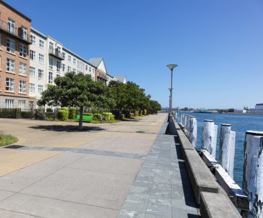 Hanımeli - Newcastle Avustralya