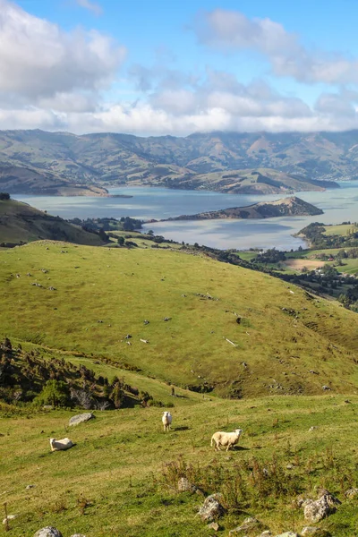 Farmland View Akaroa New Zealand Located South East Christchurch South — Stock Photo, Image