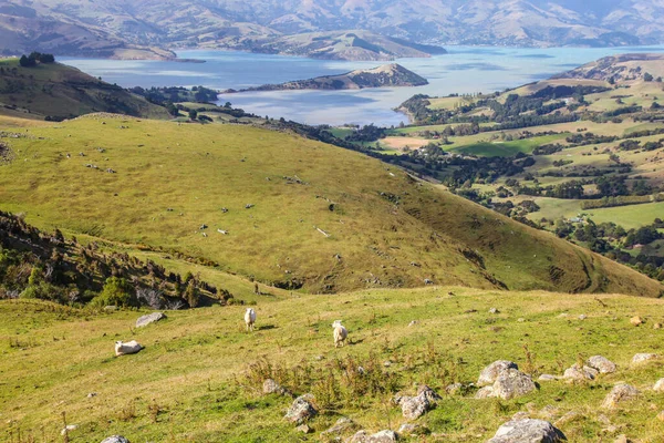 Jordbruksmark Akaroa Nya Zeeland Ligger Sydöst Christchurch Sydön Nya Zeeland — Stockfoto
