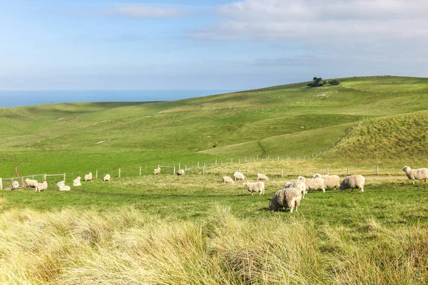 Schapen Grazen Het Schiereiland Otago Bij Sandfly Bay Dunedin Het — Stockfoto